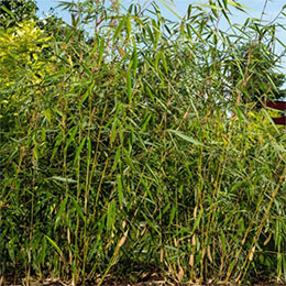 Bambou Fargesia robusta 'Wolong' Parapluie